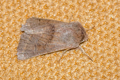 Orthosia cruda