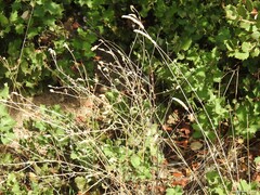 Centrolepis aristata