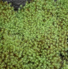 Bartramia pomiformis