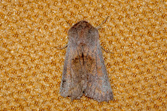 Orthosia cruda