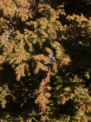 Juniperus communis saxatilis