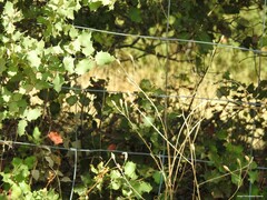 Centrolepis aristata