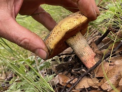 Neoboletus