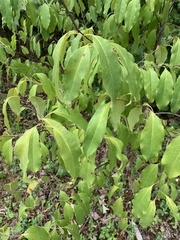 Prunus serotina