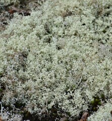 Cladonia uncialis