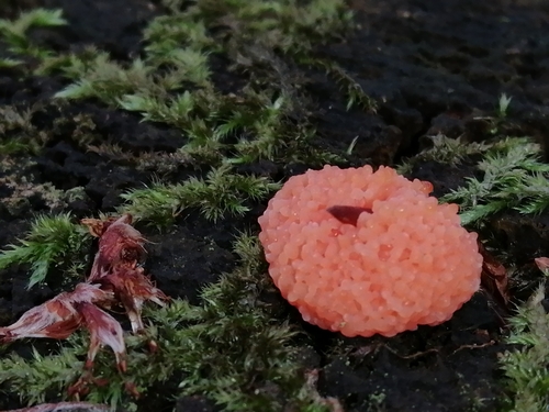 jahodník sasankovitý (Tubifera ferruginosa)