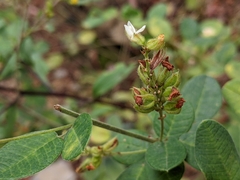 Lespedeza hirta