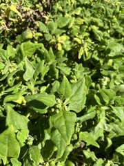 Tetragonia