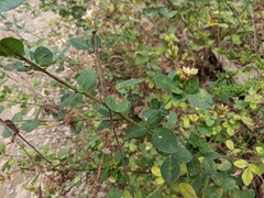 Lespedeza hirta