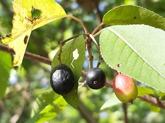 Viburnum prunifolium