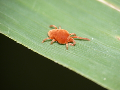 Trombidioidea