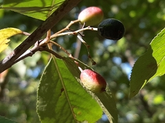 Viburnum prunifolium