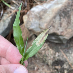 Liriomyza marginalis