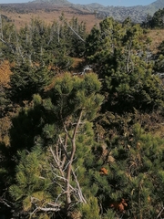 Juniperus communis saxatilis