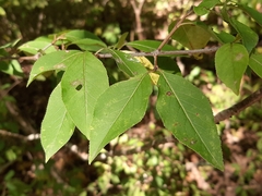 Viburnum prunifolium