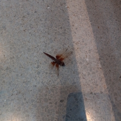 Libellula saturata