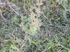 Acalypha monostachya
