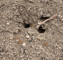 Formica pallidefulva