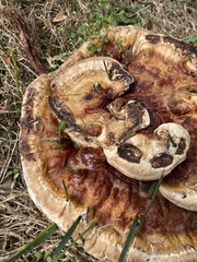 Ganoderma sessile
