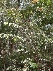 Viburnum prunifolium