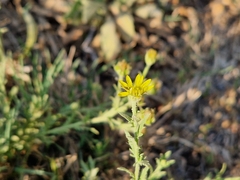 Osteospermum muricatum