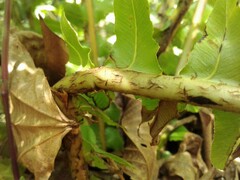 Neoblechnum brasiliense