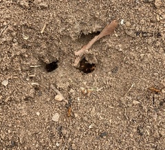 Formica pallidefulva