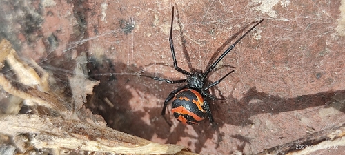 Widow Spiders