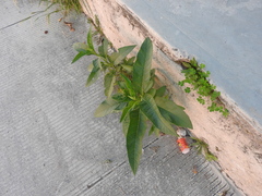 Nicotiana tabacum