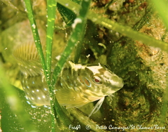 Salaria pavo