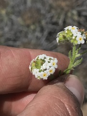 Cryptantha
