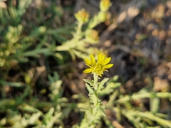 Osteospermum muricatum
