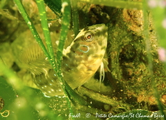 Salaria pavo