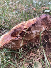Ganoderma sessile
