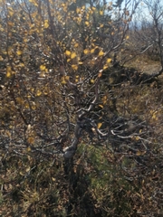 Betula pubescens pumila