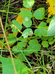 Thalictrum venulosum