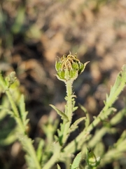 Osteospermum muricatum