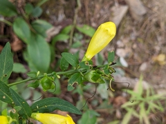 Aureolaria flava