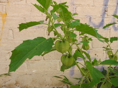 Physalis nicandroides