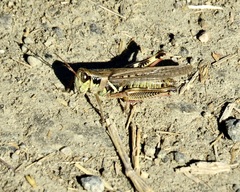 Melanoplus borealis