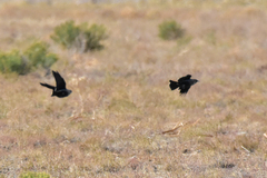 Melanocorypha yeltoniensis
