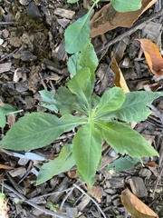 Erechtites hieraciifolius