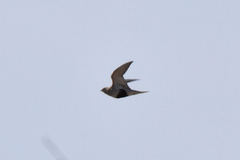 Syrrhaptes paradoxus