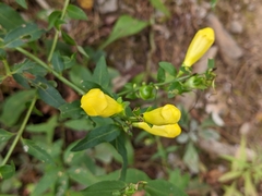 Aureolaria flava