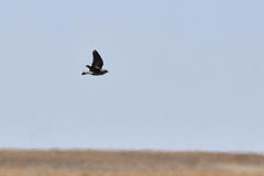 Melanocorypha yeltoniensis