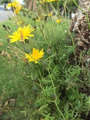 Reichardia