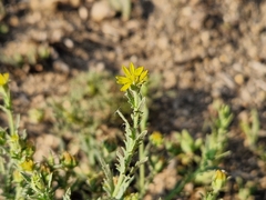 Osteospermum muricatum