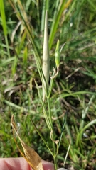Asclepias linearis