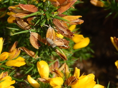 Ulex