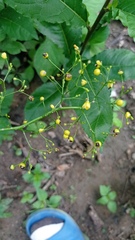 Talinum fruticosum
